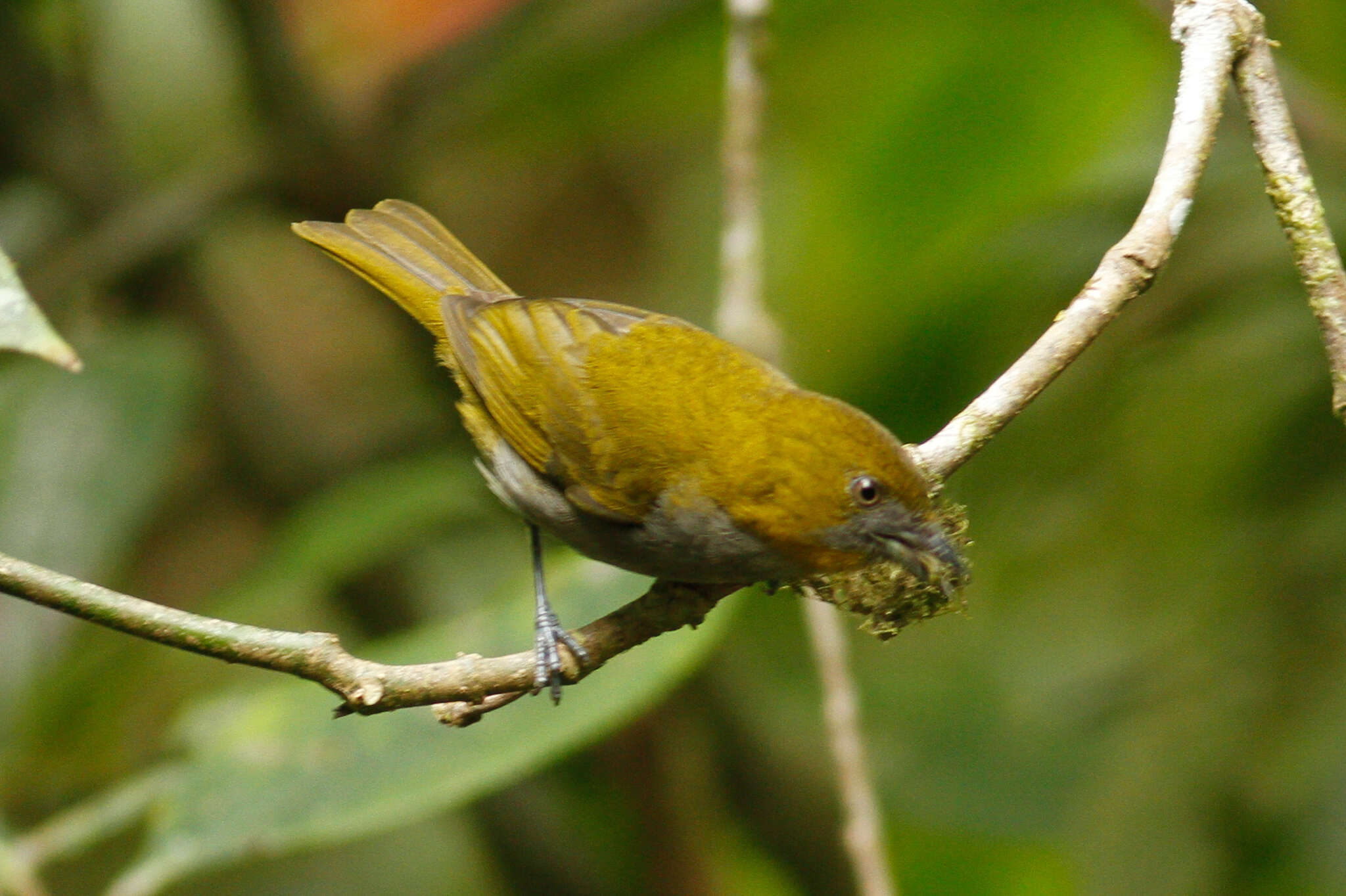 Image of Yellow-throated Bush Tanager