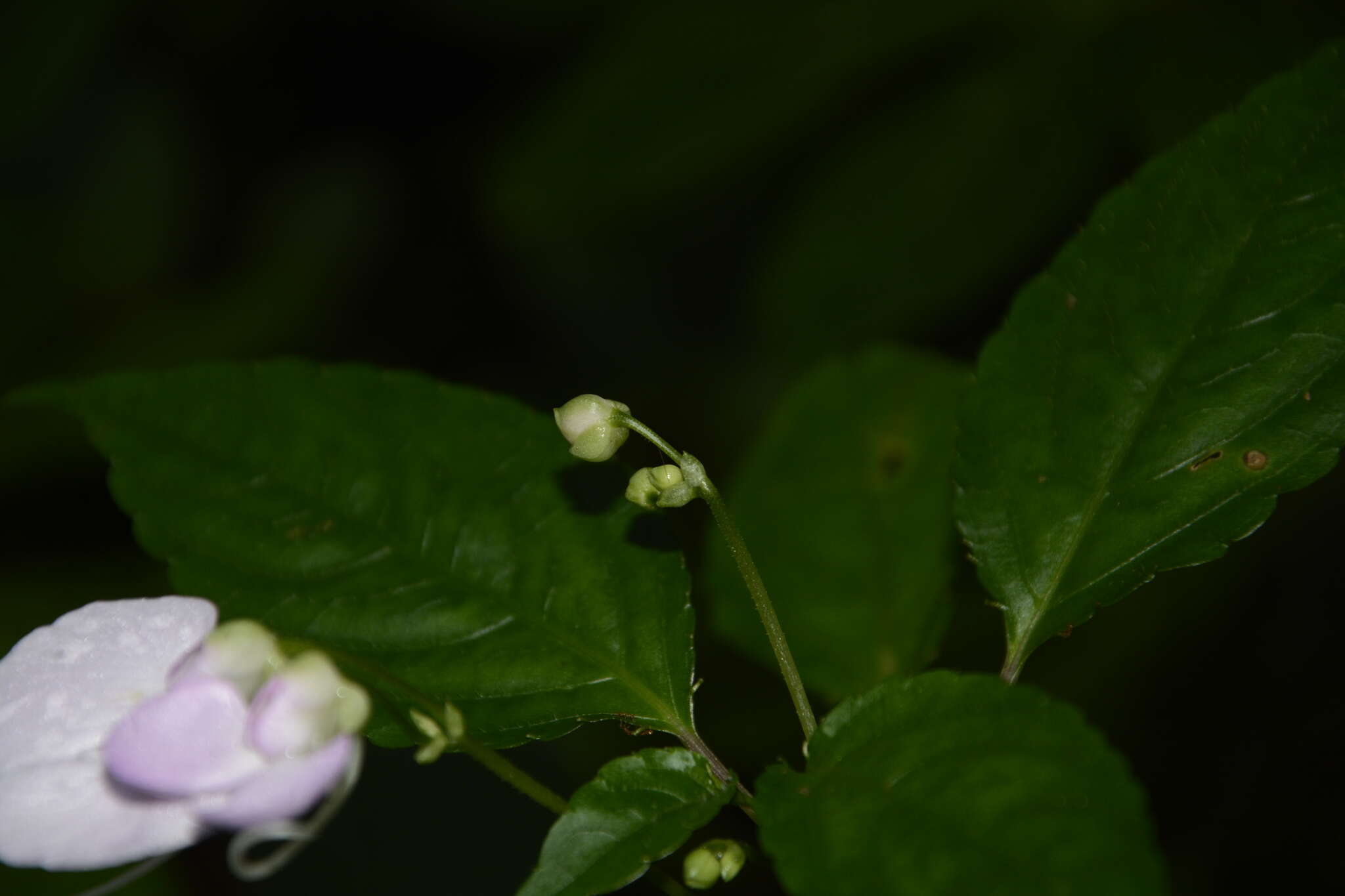 Image of Impatiens leptura Hook. fil.