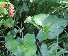 Image of Orobanche flava Mart.