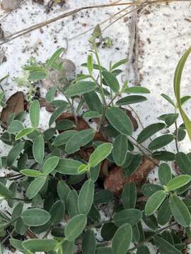 Image of Avon Park harebells