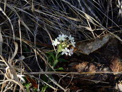 Image of Glandularia platensis (Spreng.) Schnack & Covas