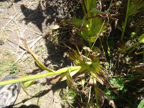 Image of California false hellebore