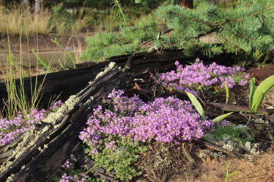 Image of breckland thyme