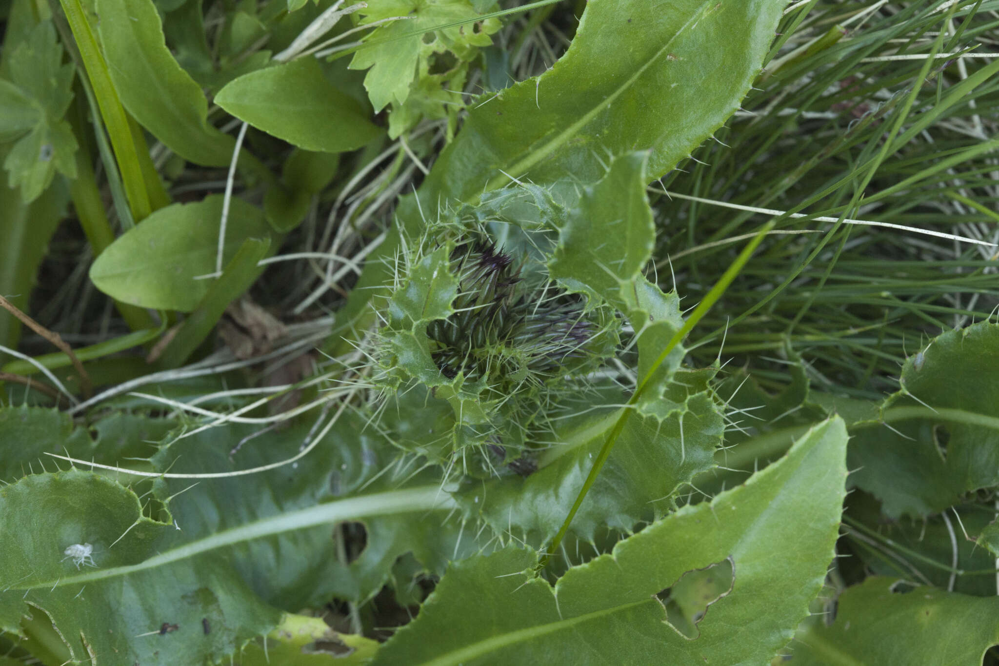 Imagem de Cirsium simplex C. A. Mey.