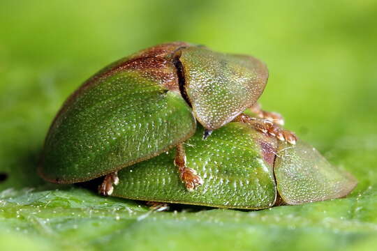 Image of Cassida (Cassida) sanguinosa Suffrian 1844