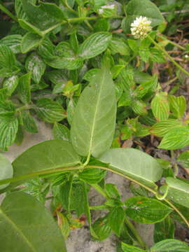 Слика од Mandevilla funiformis (Vell.) K. Schum.