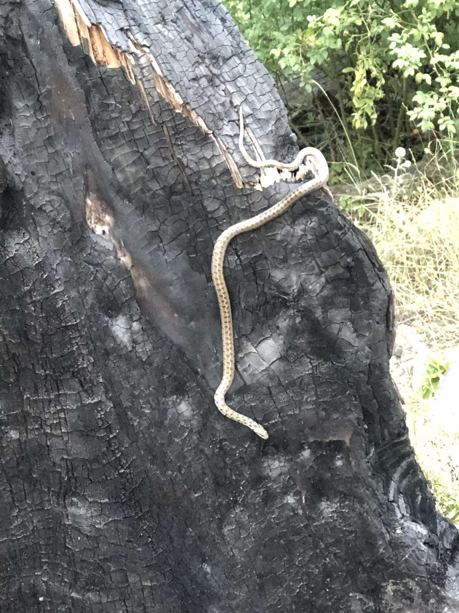 Image of Caucasian Rat Snake