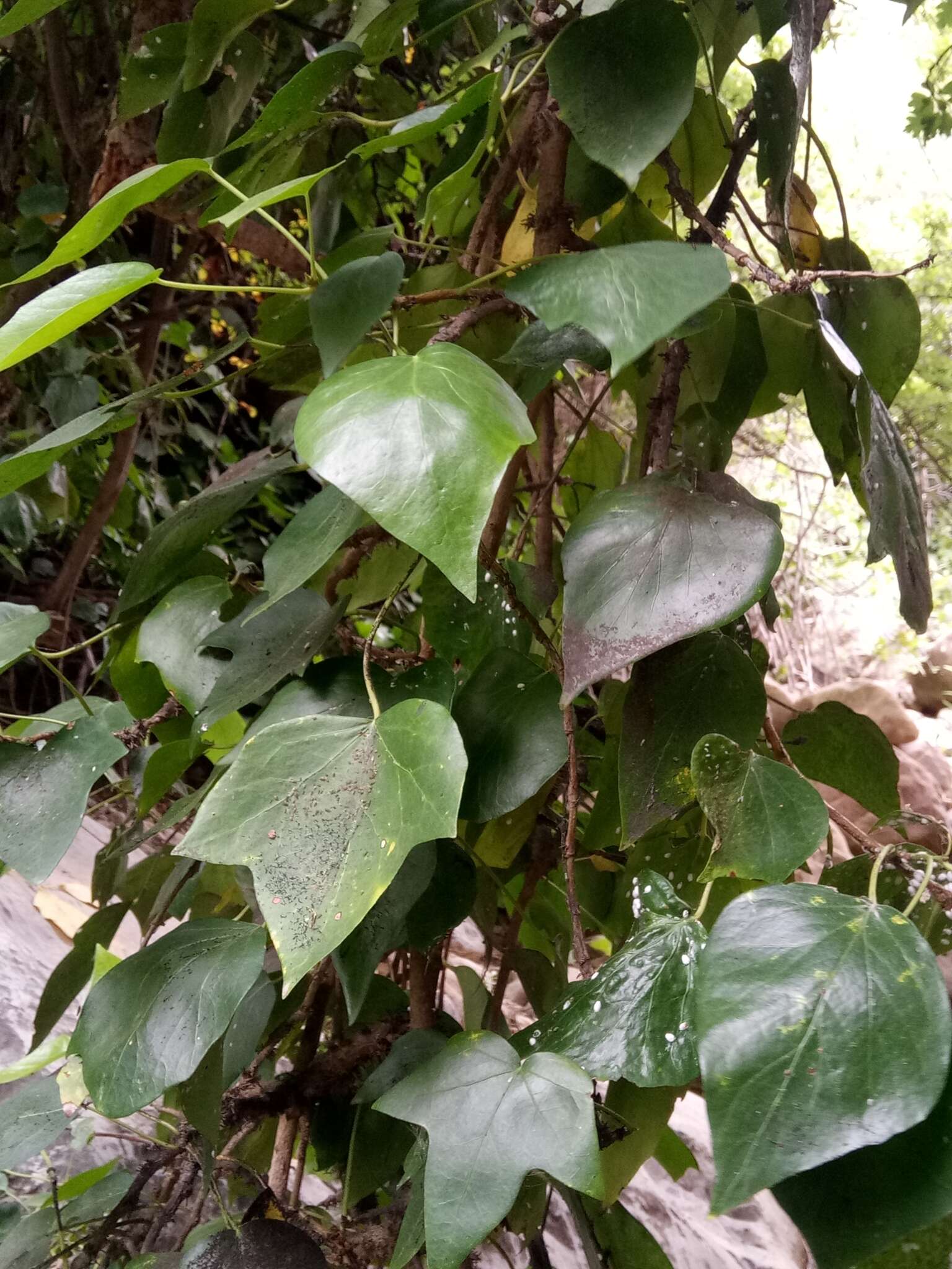 Image of Algerian Ivy