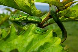 Image of Nepal pitviper