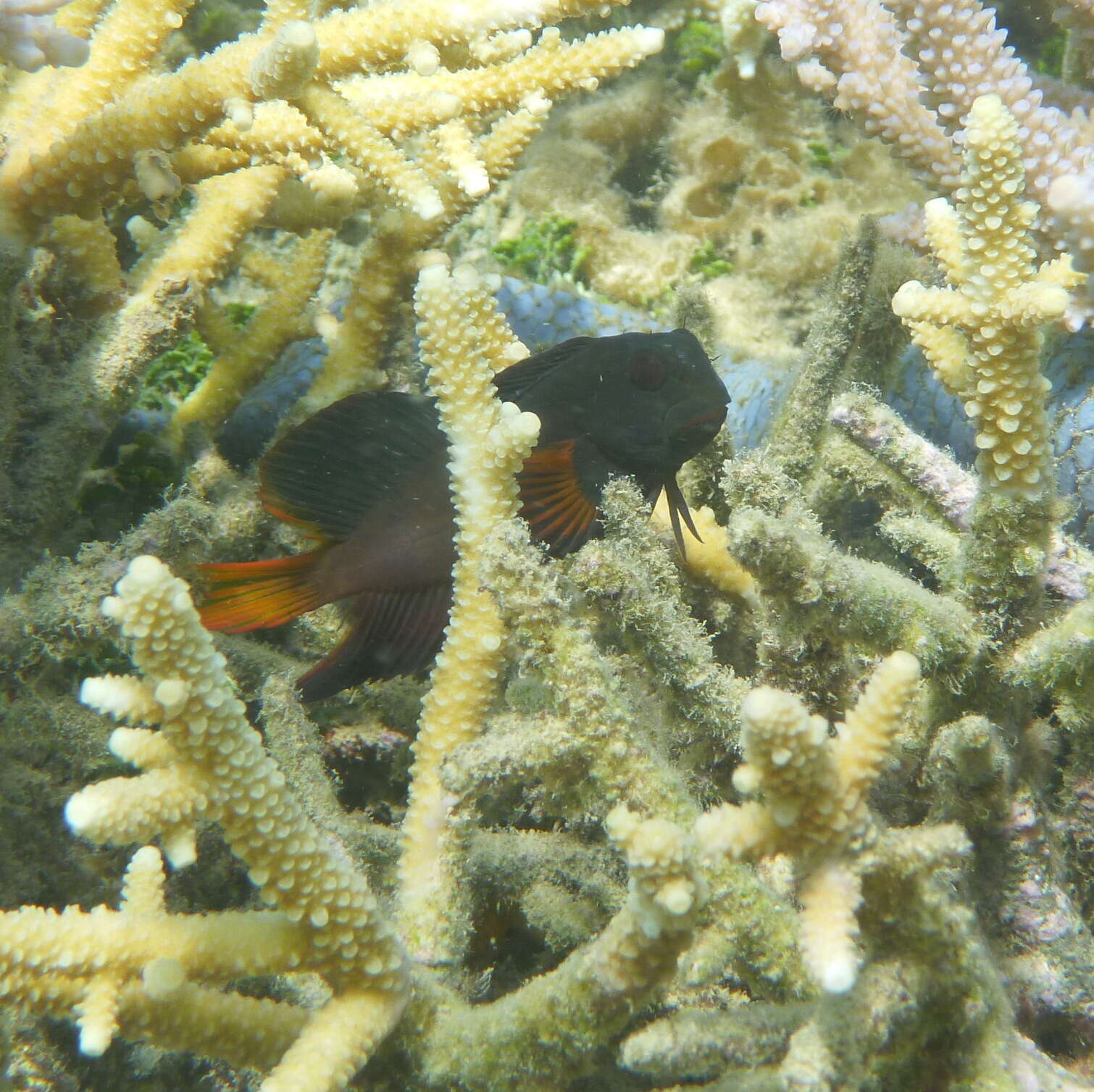 Image of Brown coral blenny