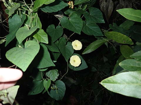 صورة Ipomoea ochracea (Lindl.) G. Don