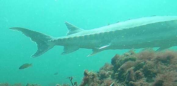 Image of Gulf Sturgeon