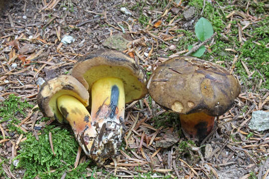 Image of Cyanoboletus