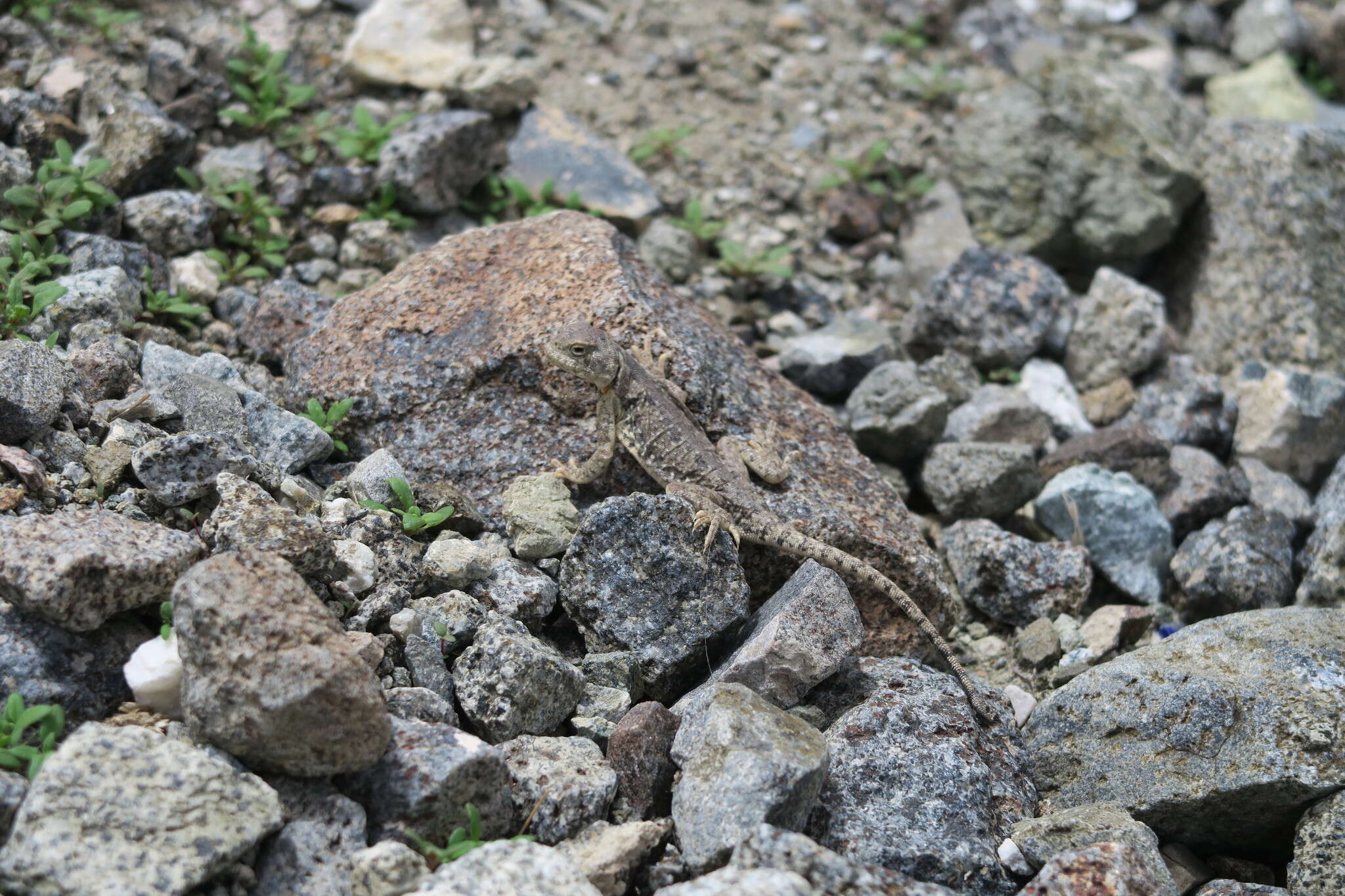 Phrynocephalus reticulatus Eichwald 1831 resmi