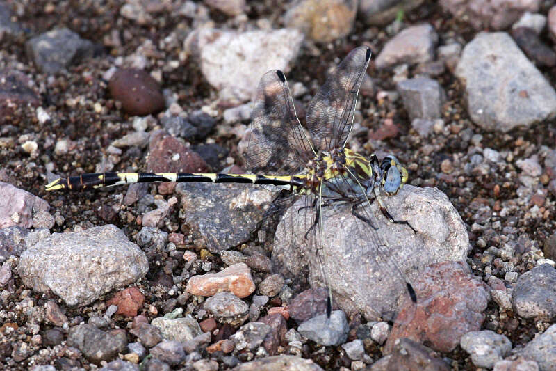 صورة Progomphus borealis McLachlan ex Selys 1873