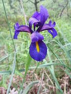 Image of Iris boissieri Henriq.