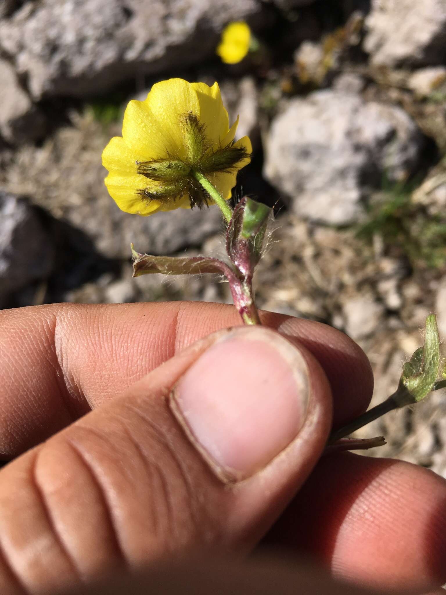 Image of Rocky Mountain Buttercup