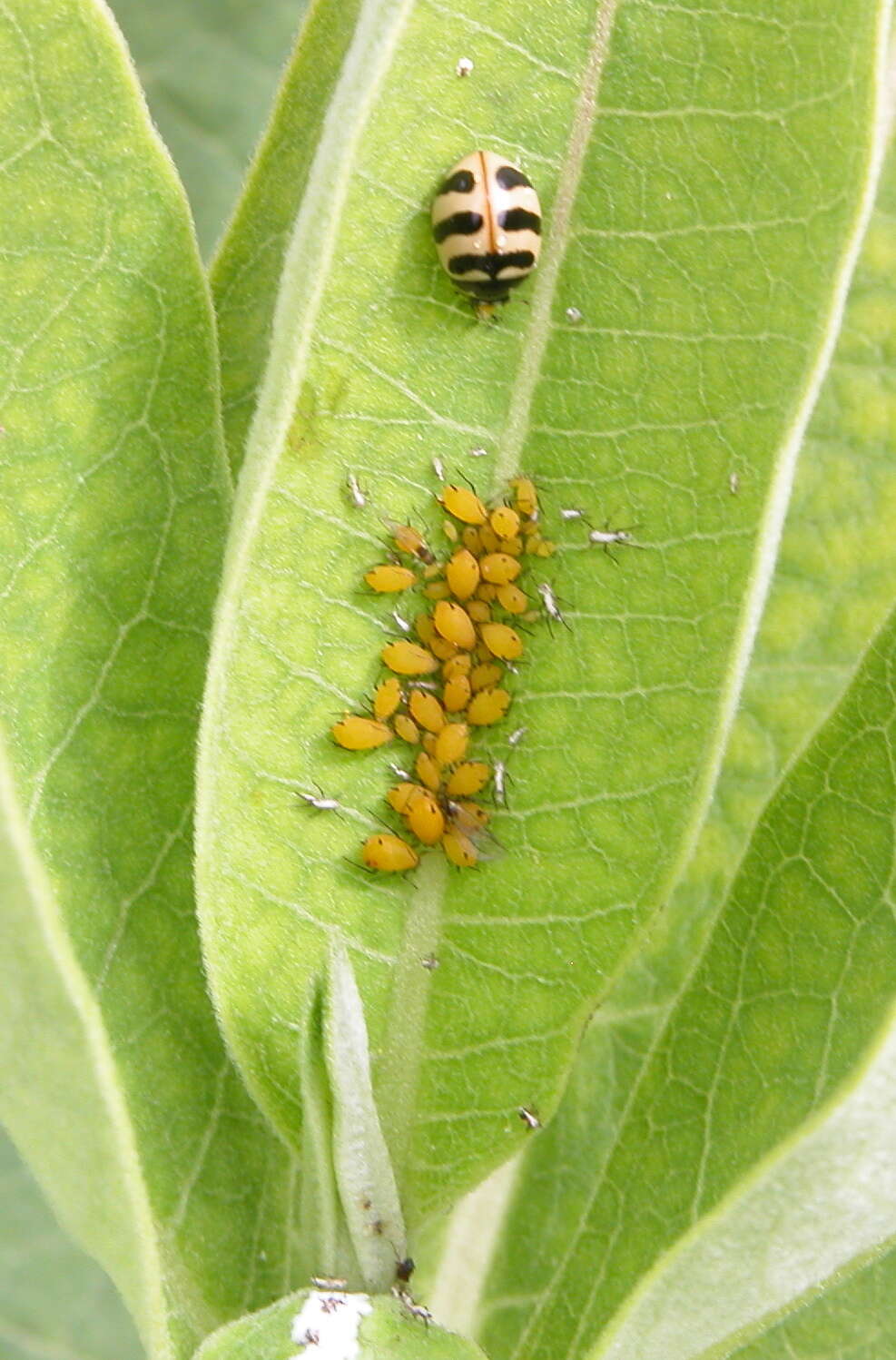 Image of Three-banded Lady Beetle