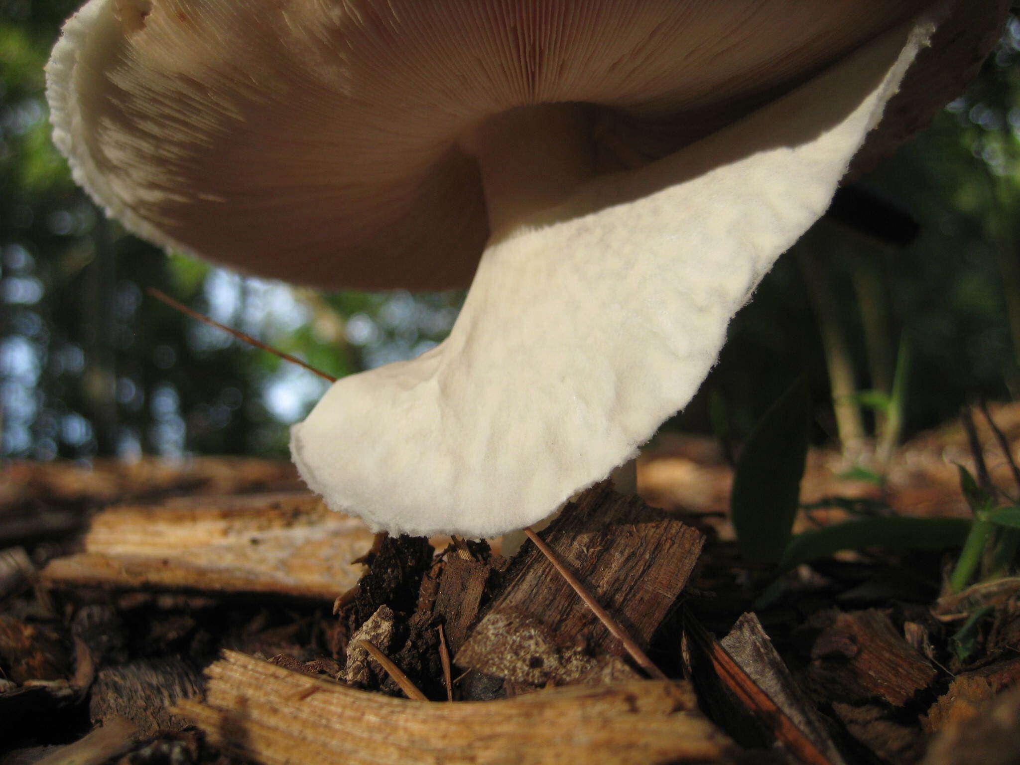 Image of Eastern Flat-topped Agaricus