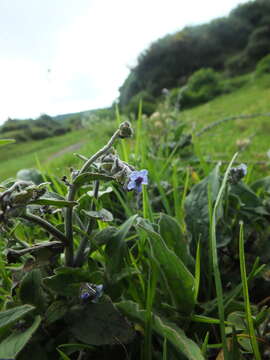 Image of Ceylon hound's tongue