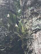 Image of Smooth burr orchid