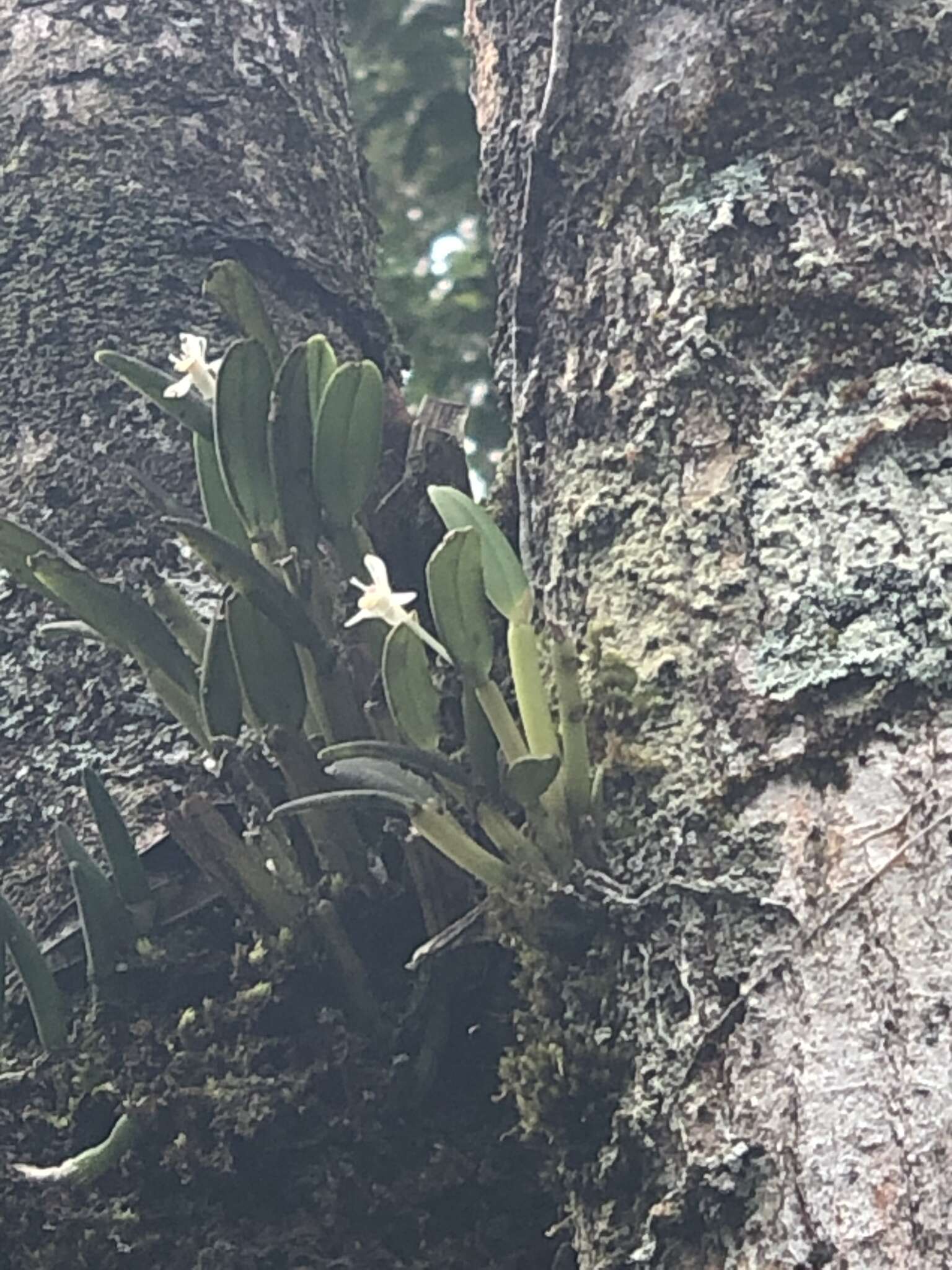 Image of Smooth burr orchid