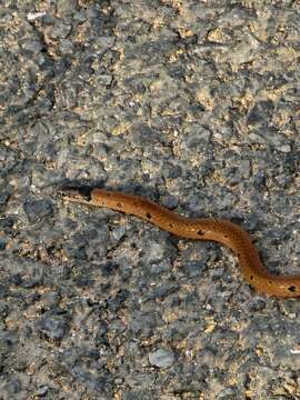 Imagem de Calliophis maculiceps maculiceps (Günther 1858)