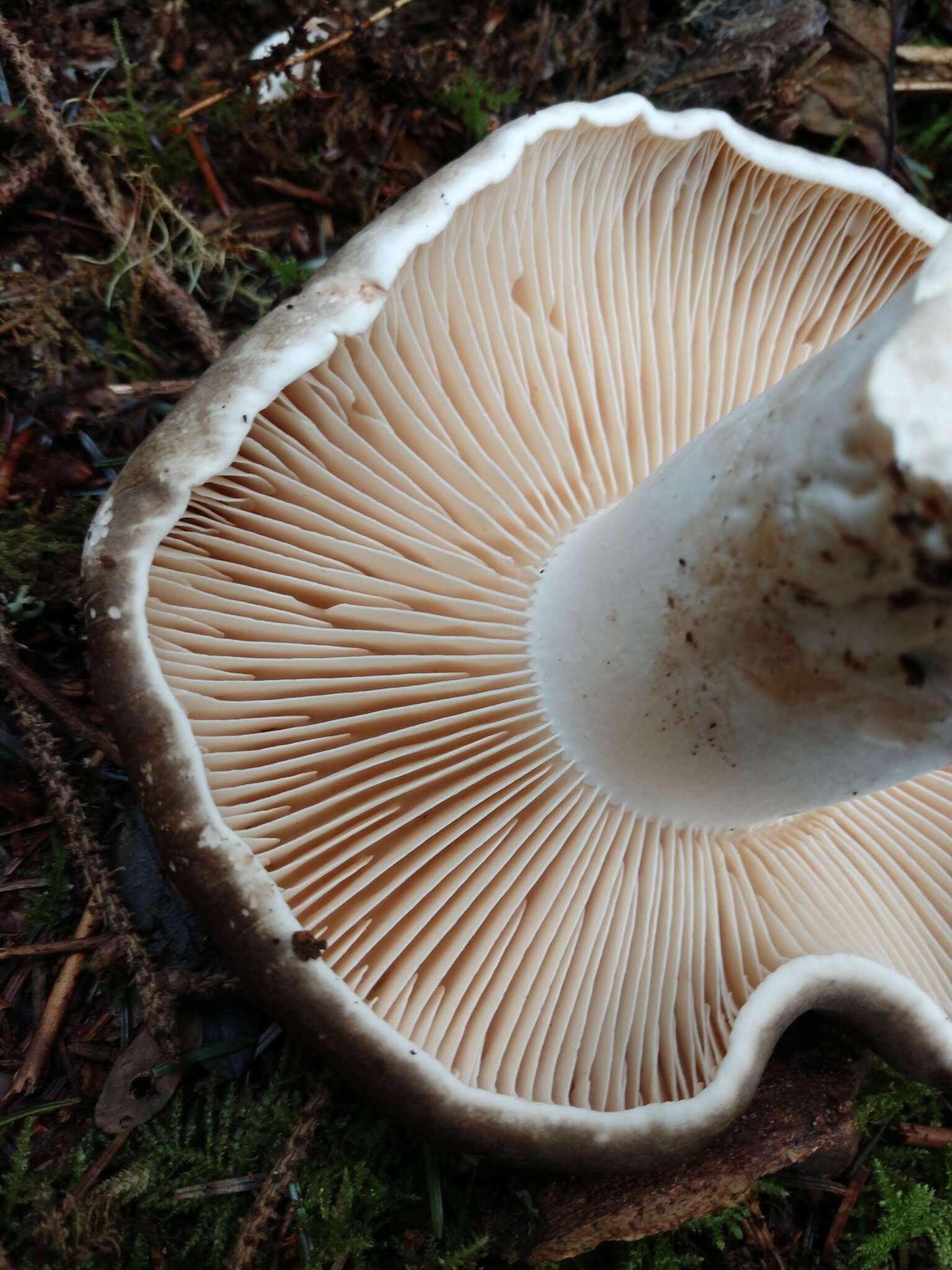 Image of Russula nigricans Fr. 1838