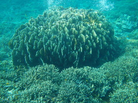 Sivun Millepora platyphylla Hemprich & Ehrenberg 1834 kuva