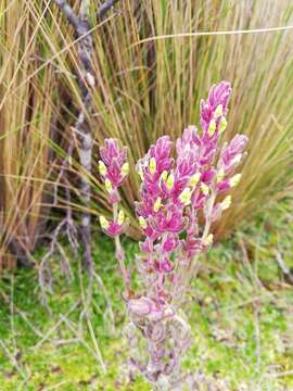 Image of Neobartsia laticrenata (Benth.) Uribe-Convers & Tank