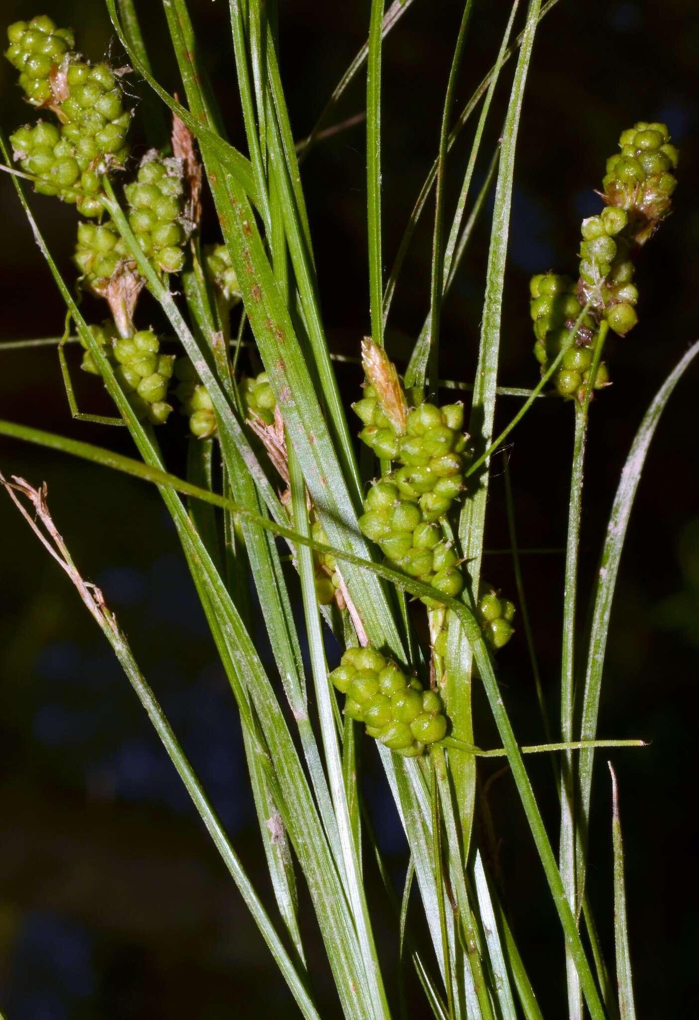 Carex caroliniana Schwein. resmi