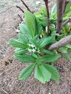 Imagem de Aesculus parryi A. Gray