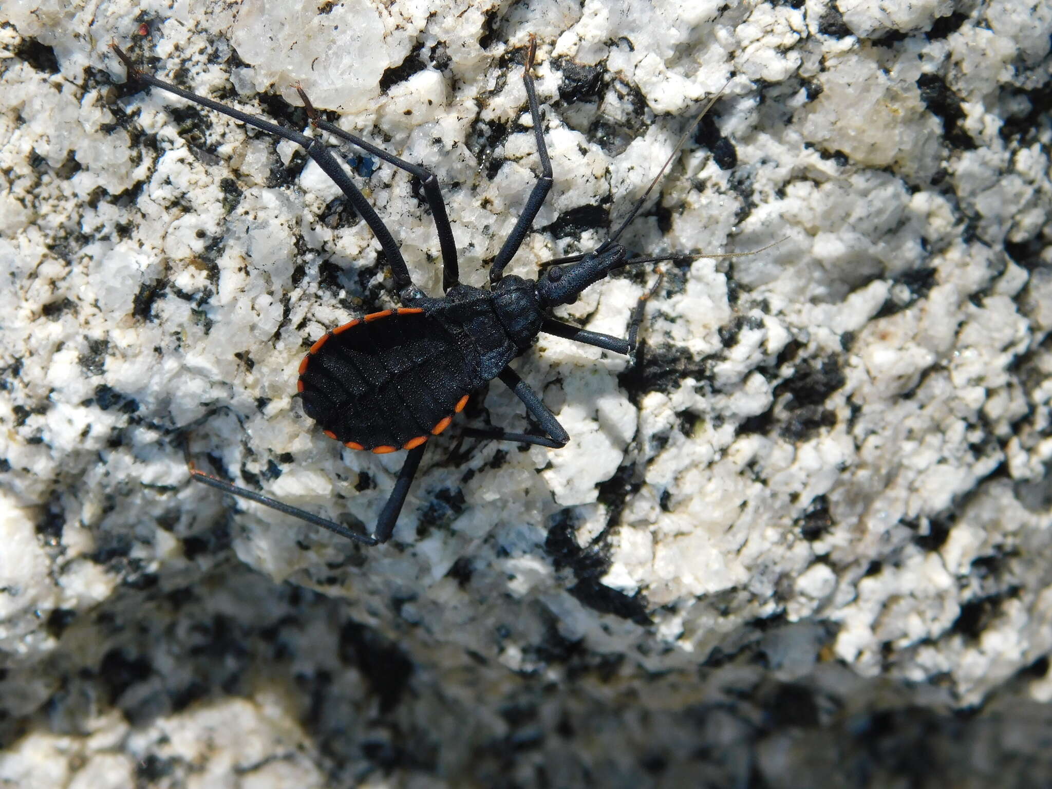 Image of Dipetalogaster maxima (Uhler 1894)