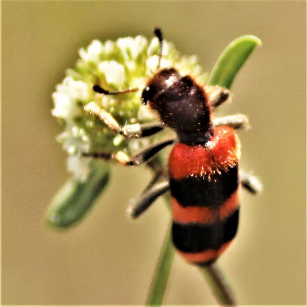 Image of Trichodes apivorus Germar 1824