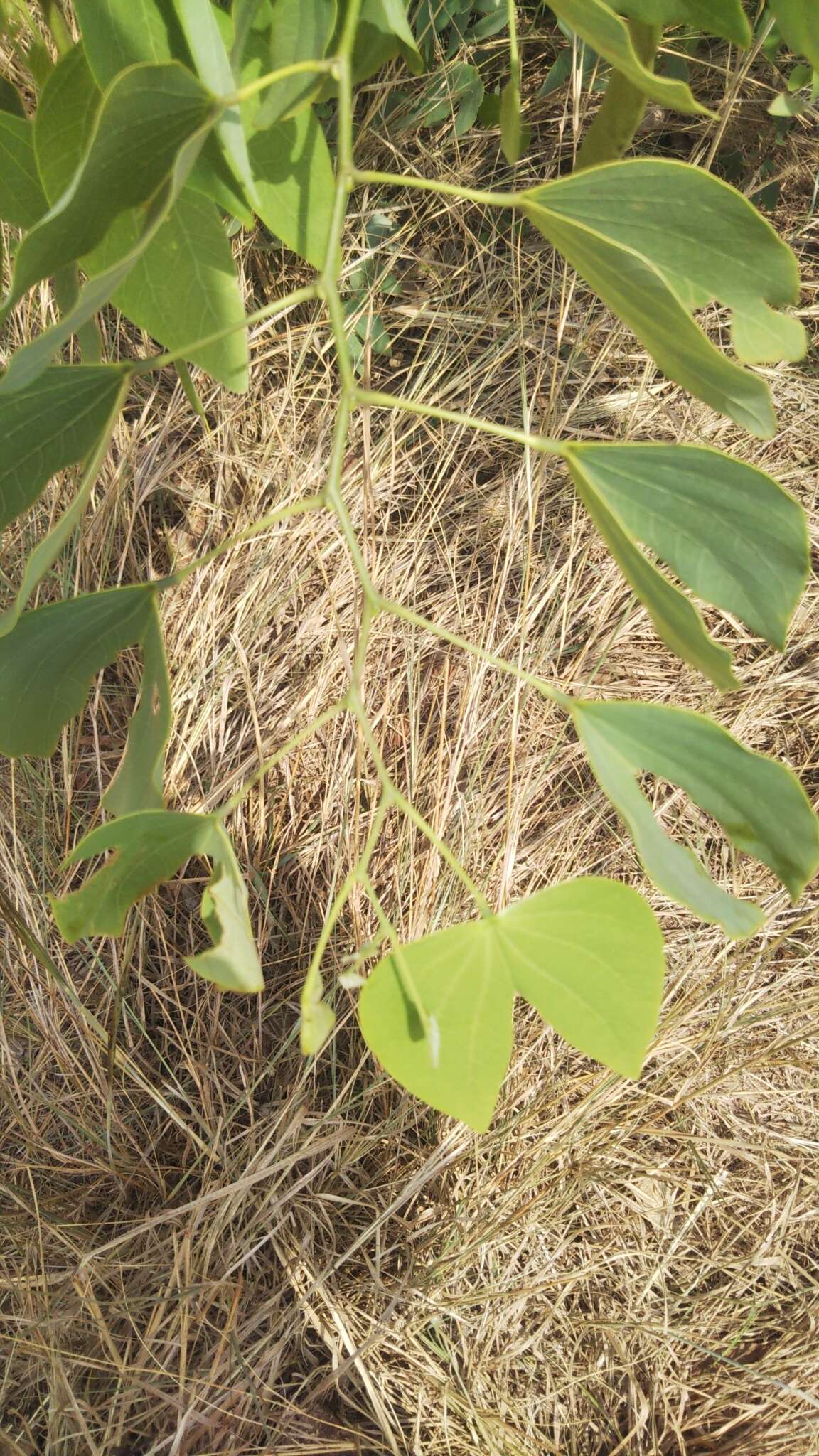 Plancia ëd Bauhinia grevei Drake