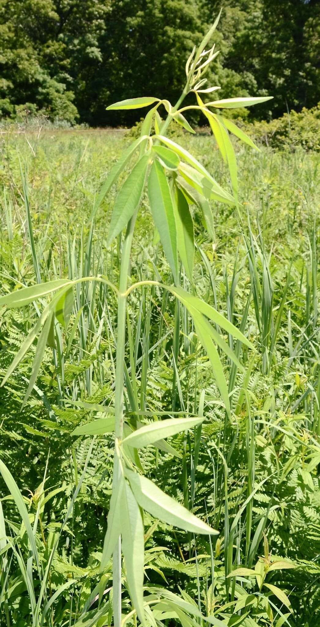 Image de Coreopsis tripteris L.