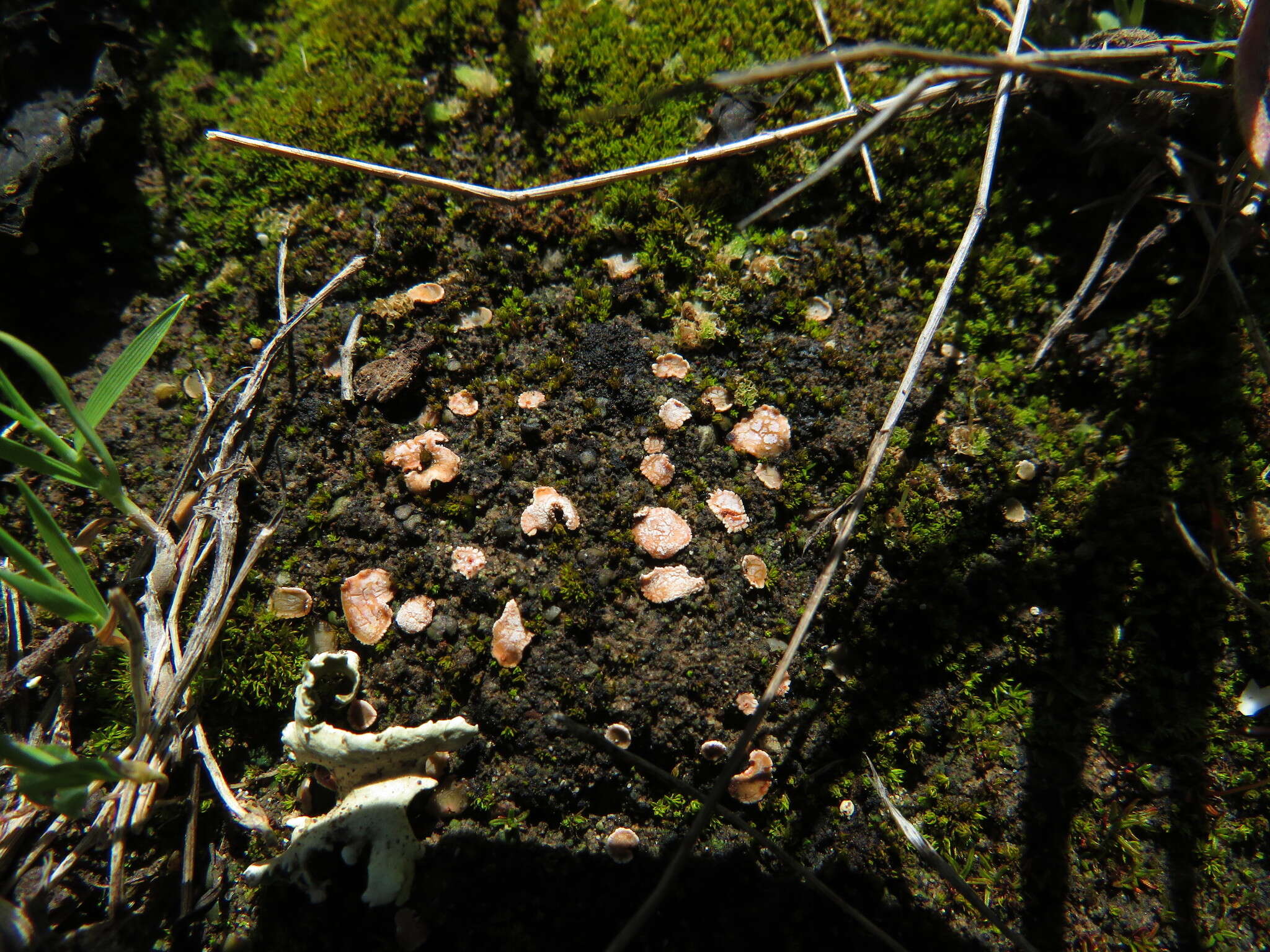 Image of fishscale lichen