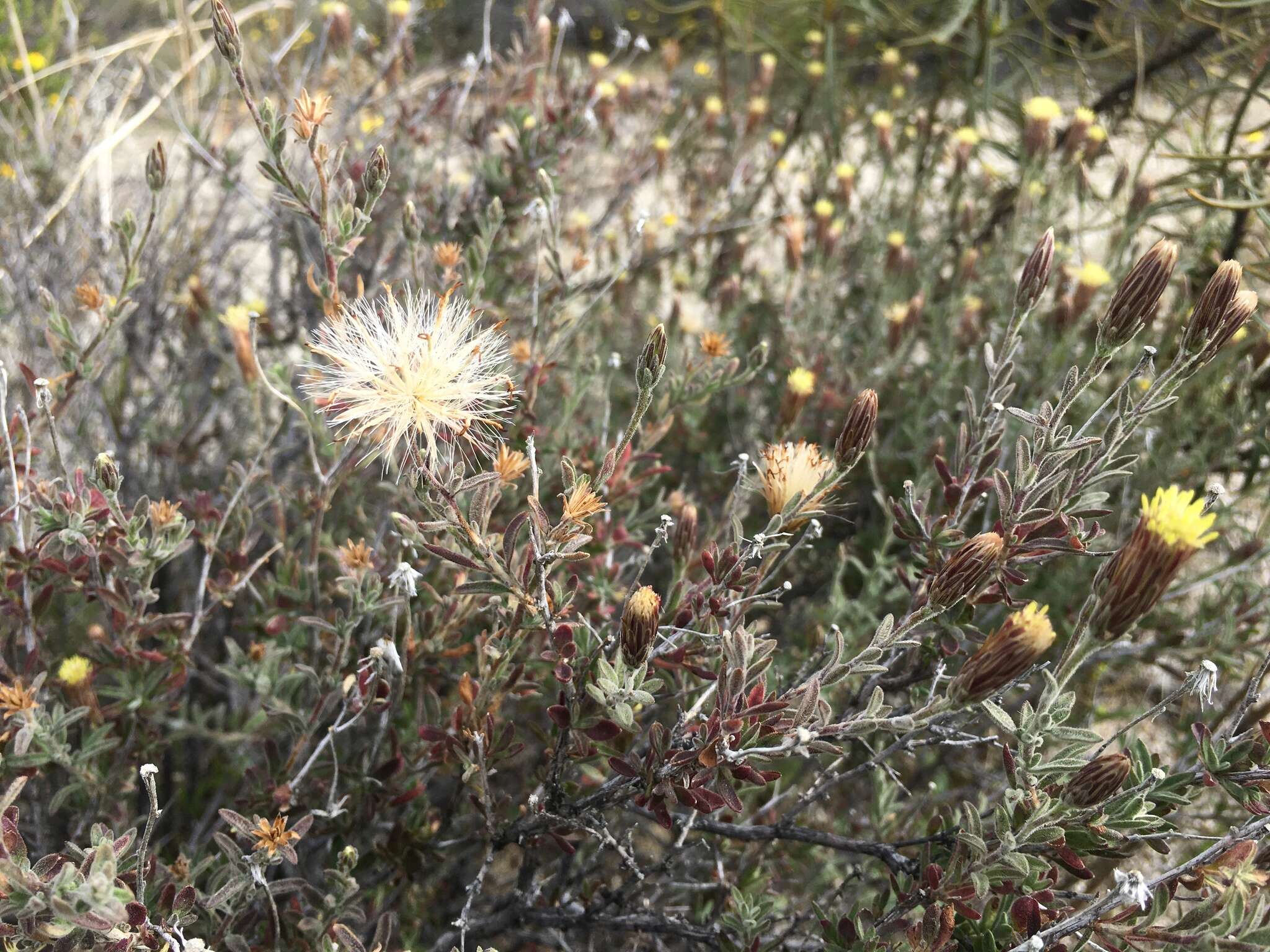 Image of shrubby brickellbush