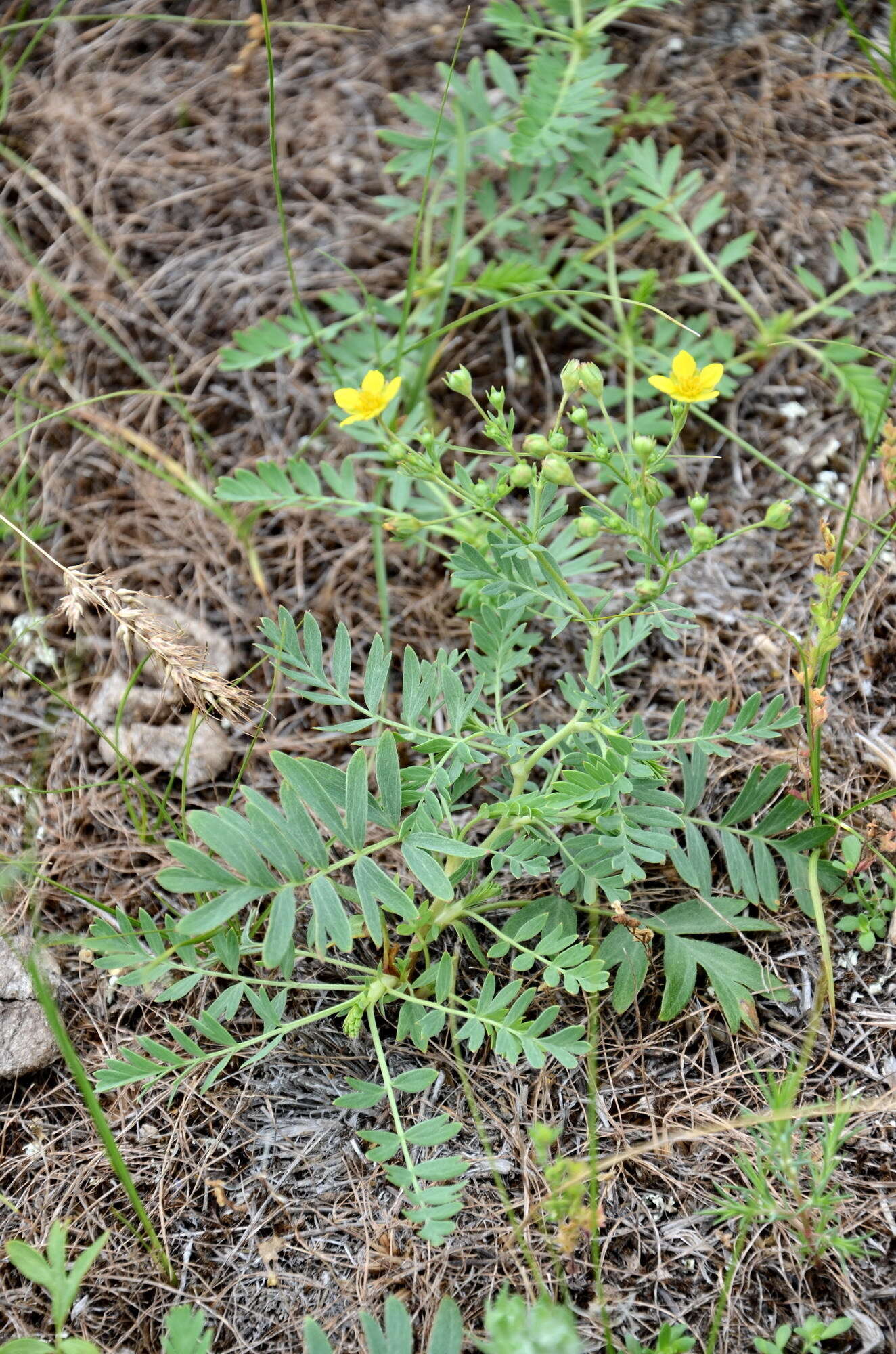 Image de Sibbaldianthe bifurca subsp. orientalis (Juz.) Kurtto & T. Erikss.