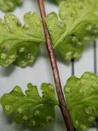 Image of alpine woodsia