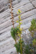 Image of Utah agave