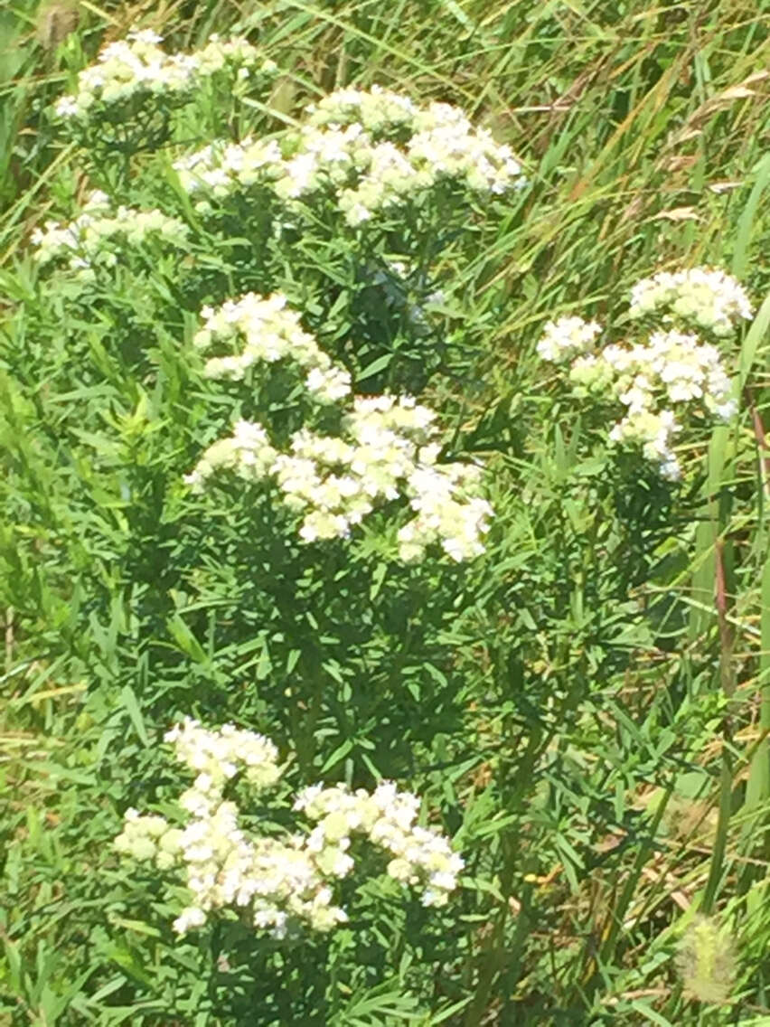 Imagem de Pycnanthemum tenuifolium Schrad.