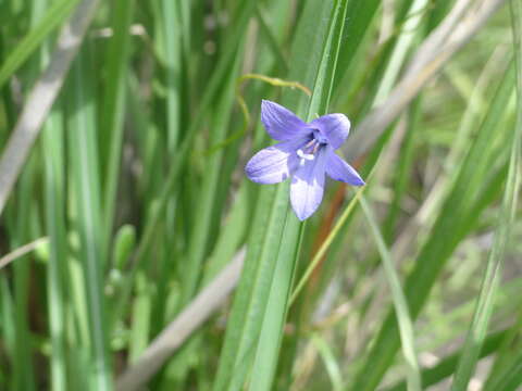 Wahlenbergia krebsii subsp. krebsii resmi