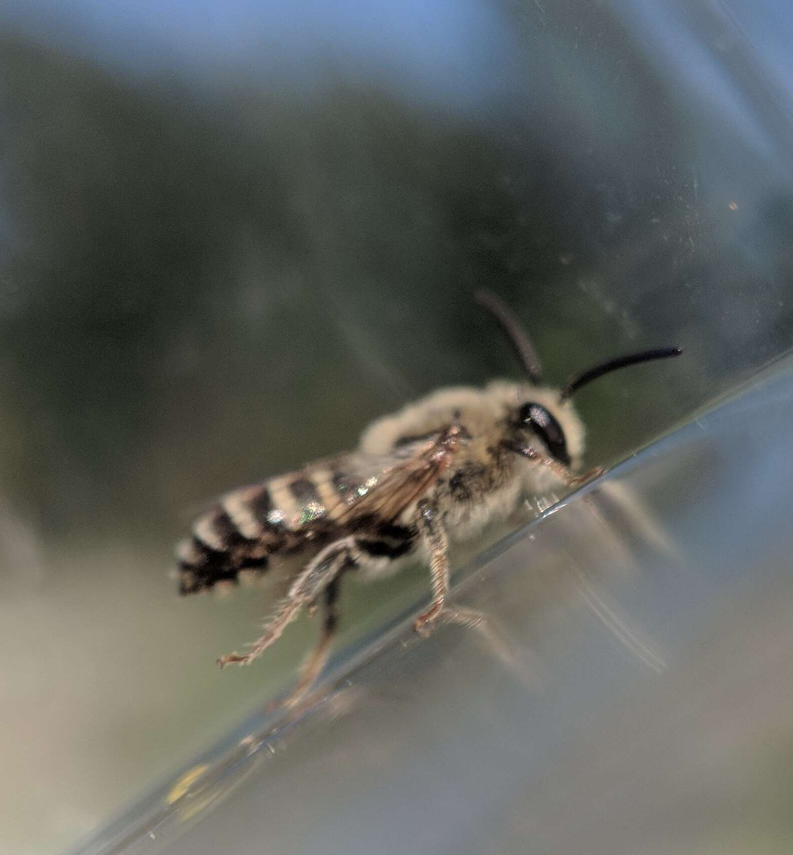 Image of Colletes solidaginis Swenk 1906