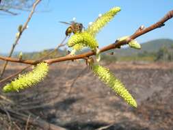 Image of Salix kusanoi (Hayata) C. K. Schneid.