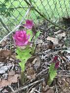 Image de Curcuma elata Roxb.