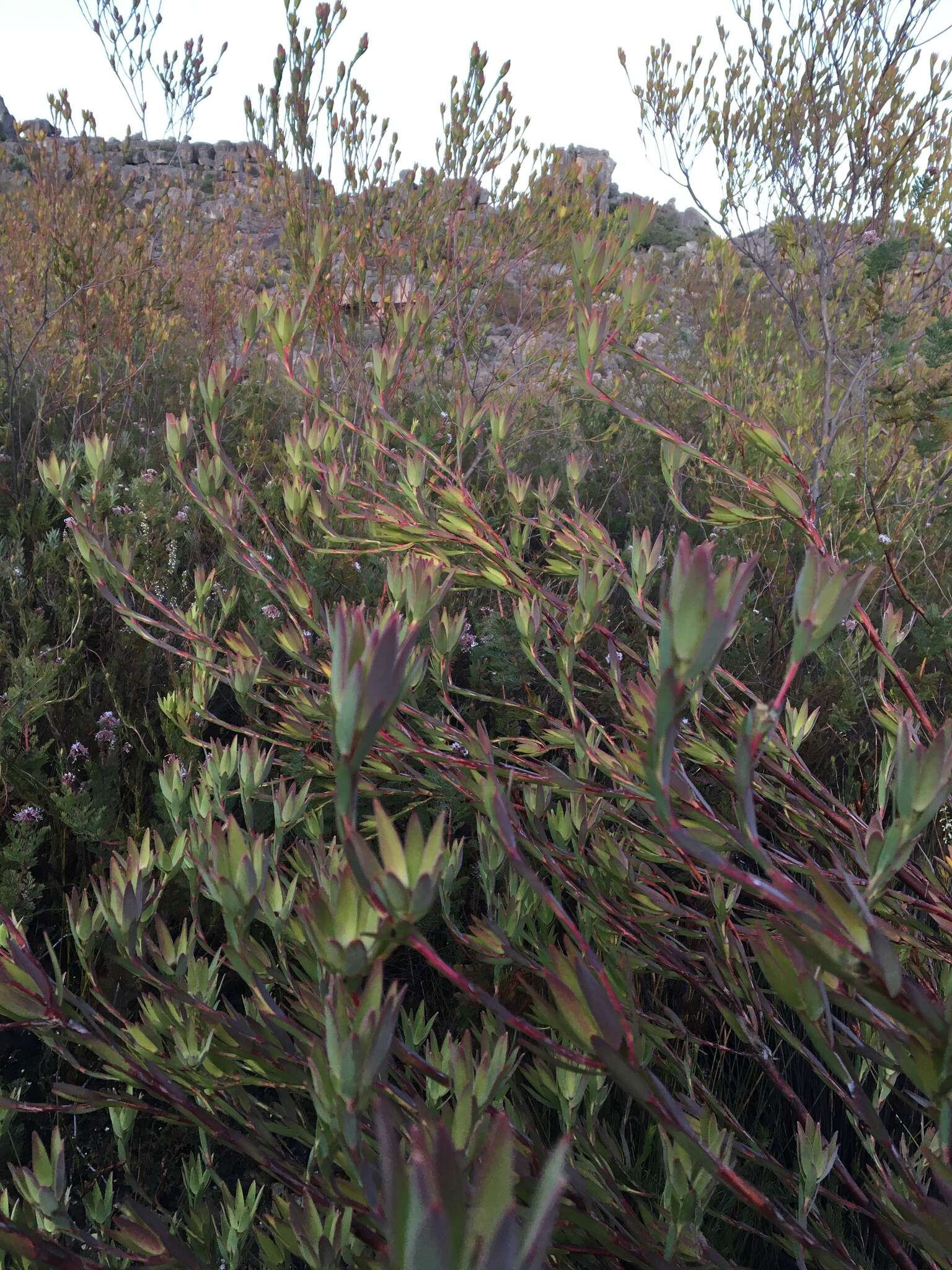 Image of Leucadendron diemontianum I. J. M. Williams