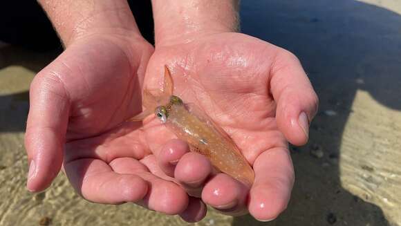 Image de Doryteuthis subgen. Amerigo Brakoniecki 1996