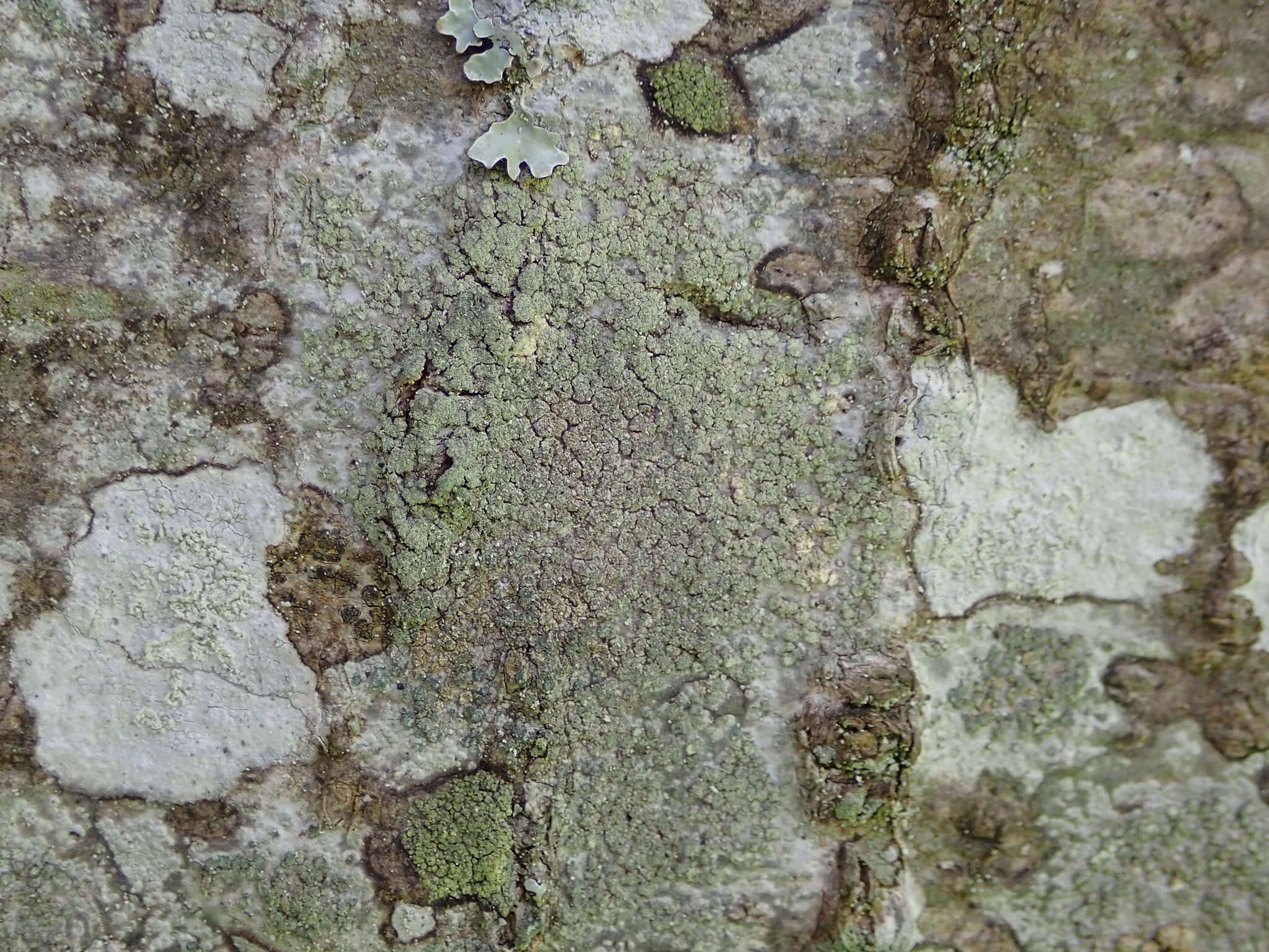 Image de Buellia griseovirens (Turner & Borrer ex Sm.) Almb.