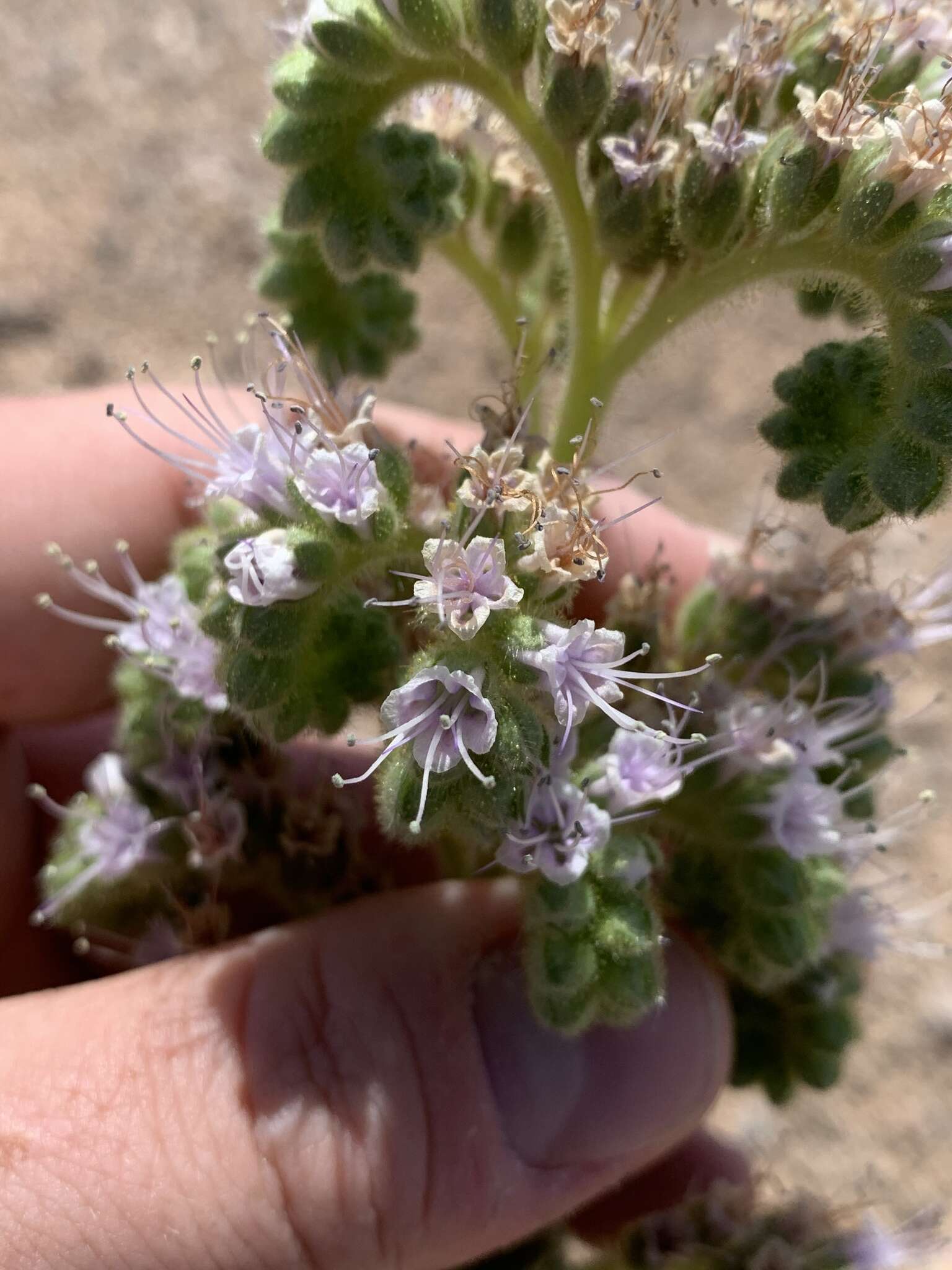 Image of Palmer's phacelia